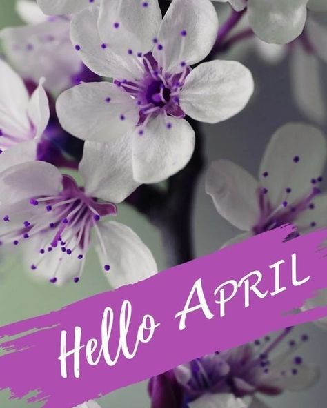 Welcome April Hello April, Iphone Wallpaper, Iphone, Purple, Flowers