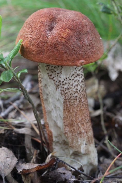 Red-capped Scaber Stalk - Leccinum aurantiacum Mushroom Identification, Funny Vegetables, Mushroom Pictures, Slime Mould, Gothenburg Sweden, Mushroom Hunting, The Door Is Open, Magic Mushroom, Mushroom Fungi