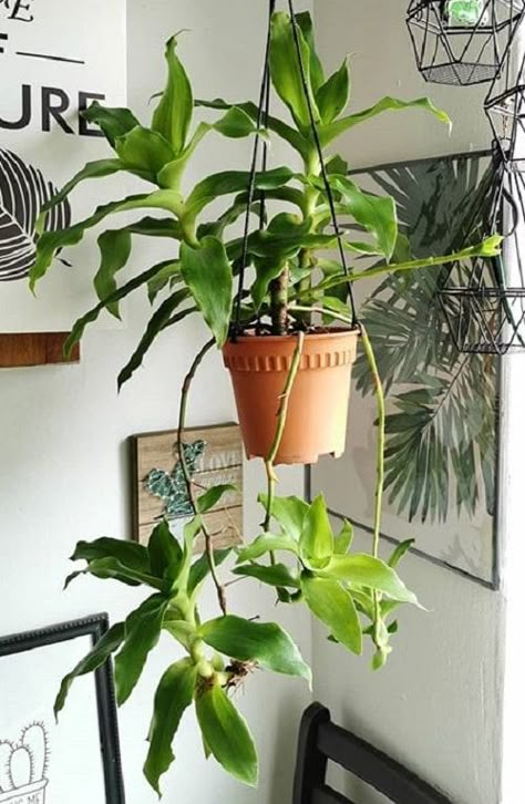 Everything About Callisia Fragrans Care | Growing Basket Plant Basket Plant, Plant In Basket, How To Care For Alocasia Plant, Calathea Orbifolia Plant Care, Balfouriana Aralia Plant Care, Calathea Ornata Care, Anubias Plant, Fall Container Plants, Plants In Baskets