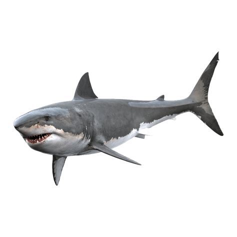 Transparent Shark Png, Shark White Background, Shark Png, Troom Troom, Photo Clipart, Blue Shark, The Great White, Png Icons, White Sharks