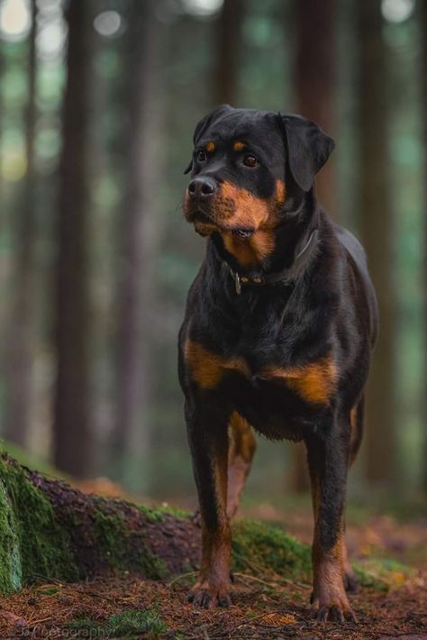 Rottweiler Photography, Dog Therian, Shiloh Shepherd Dog, Rottweiler Pictures, Dog Lovers Art, Dog Humor, Rottweiler Love, Food Dog, Super Cute Puppies