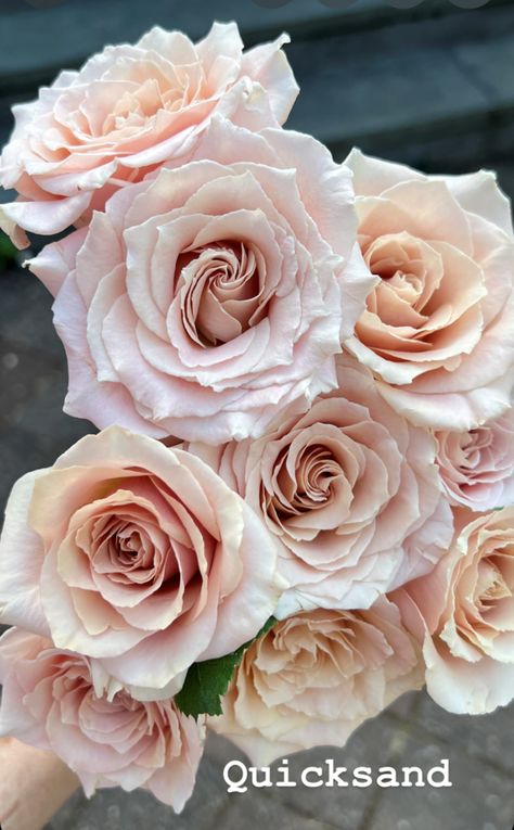 Quicksand - Peterkort Roses Quick Sand Roses, Quicksand Rose, Dusty Rose Color, Plant Fungus, Pastel Roses, Floral Photo, Spray Roses, Winery Weddings, Rose Color