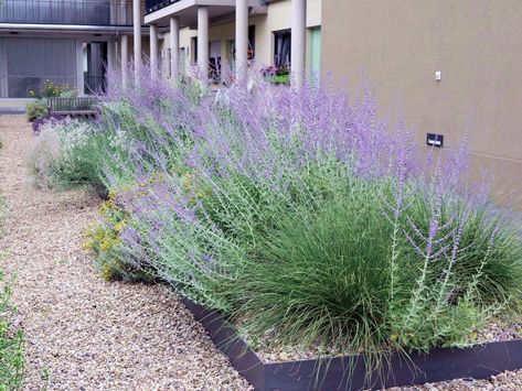 Salvia Garden, Perovskia Atriplicifolia, Salvia Plants, Scandinavian Garden, New England Garden, Lawn Landscape, Front Lawn Landscaping, Outdoor Landscape, Gravel Garden