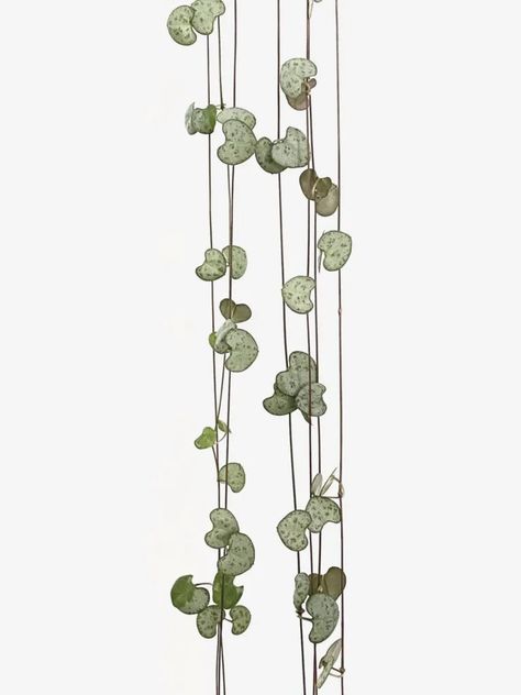 Ceropegia Woodii Care | Growing a Healthy String of Hearts - My Tasteful Space Plant Meanings, Botanisches Tattoo, String Of Hearts Plant, Ceropegia Woodii, Hearts Tattoo, String Of Hearts, Plant Journal, Insecticidal Soap, Best Indoor Plants