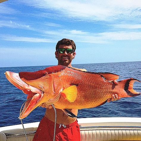 My goodness look at the size of this hogfish speared by @jbentley04 out of Savannah Georgia! Without a doubt our #hawgoftheday! #hogfish #spearfish #spearfishing #spearfisherman #saltlife #spearfishinglife #outdoors #offshore #Georgia #PeachState by compatriotoutdoors Hog Fish, Scary Fish, Trout Fishing Gear, Big Catfish, Fish Tails, Weird Sea Creatures, Monster Fish, Canoe Fishing, Giant Fish