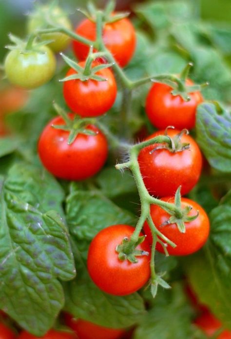 Are Tomato Leaves Actually Poisonous? Epsom Salt For Tomatoes, Gardening Knowledge, Tomato Leaves, Tomato Plant, Garden Veggies, Tomato Garden, Growing Tomatoes, Tomato Plants, Epsom Salt