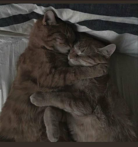 Cats Cuddling, Cats In Love, Two Cats, Cat Aesthetic, I Love Cats, Pretty Cats, Kitty Cats, Kitty Cat, My Aesthetic