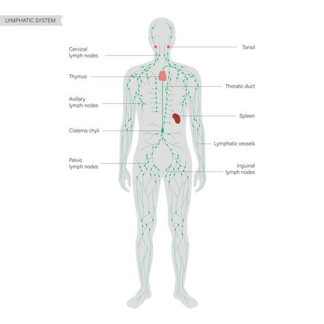 Lymphatic Drainage Lymph Drainage Massage, Face Massage Anti Aging, Lymph Vessels, Face Massage Techniques, Liver Issues, First Ultrasound, Lymph Drainage, Fluid Retention, Face Exercises