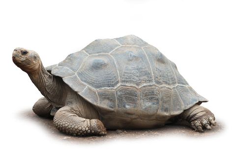 Big turtle isolated. Big old giant turtle isolated on white background soft shad , #Ad, #isolated, #giant, #Big, #turtle, #soft #ad Giant Turtle, Big Turtle, Turtle Images, How To Make Origami, Royalty Free Pictures, Photo Posters, Pets Cats, Pet Toys, Stock Illustration