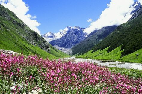 Valley of Flowers National Park (Uttarakhand) - 2020 All You Need to Know BEFORE You Go (with Photos) - TripAdvisor - Tripadvisor Uttarakhand Valley Of Flowers, Uttarakhand Aesthetic, Uttrakhand Beauty, Valley Of Flowers Uttarakhand, Indian Scenery, Uttarakhand Beauty, Indian Monuments, Uttarakhand Travel, Valley Photography