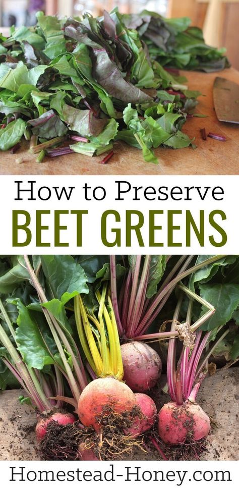 Preserving Beets, Preserve Beets, Beets Canning, Harvest Beets, Freezing Beets, Beet Green Recipes, Canned Pickled Beets, Stews And Casseroles, Canning Beets