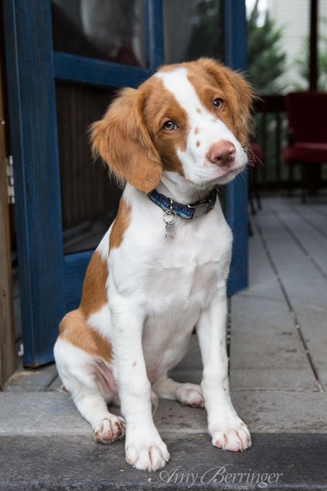 Actually in love Brittney Dog, Breton Dog, Britney Spaniel, Brittany Puppy, Brittney Spaniel, Brittany Puppies, French Brittany, Brittany Spaniel Dogs, Spaniel Breeds