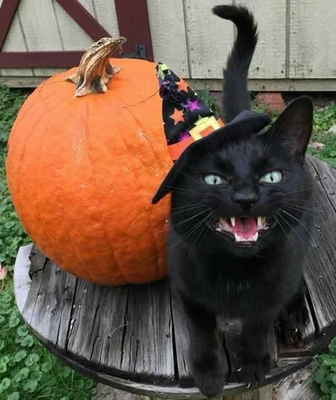 Pumkin Aesthetic Halloween, Fall Esthetic, Spooky Cats, Black Cat Pumpkin, Vampire Cat, Cats Halloween, Fall Cats, Charmmy Kitty, Halloween Cats