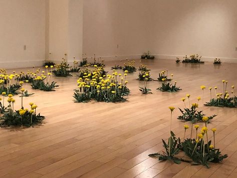 Monique Martin’s installation of over 1,500 hand made paper dandelions transform the gallery into a space of hopefulness and resiliency. Installed directly on the gallery floor in clusters mimicking their natural growth habit Plant Installation Art, Flowers On The Floor, Nature Installation, String Installation, Sunflower Room, Grass Installation, New York Flower, Flower Structure, Plant Installation