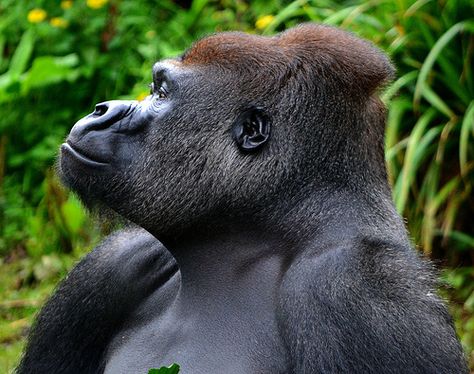 Silverback Gorilla Gorilla Side View, Gorilla Side Profile, Animal Photography Wildlife, Silverback Gorilla, Ape Monkey, Mountain Gorilla, Great Ape, Animal Heads, Primates