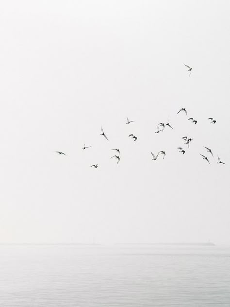 Cereal Magazine, Gig Poster, 타이포그래피 포스터 디자인, Flock Of Birds, Gray Aesthetic, Skagen, Birds Flying, White Aesthetic, White Photography