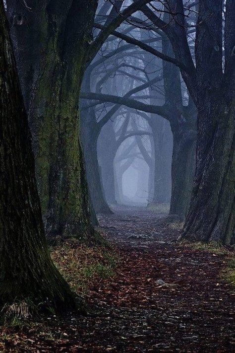 Shrouded Forest, Slovakia Most Beautiful Nature, Spooky Forest, Beautiful Nature Photography, Dark Forest Aesthetic, Photography Dark, Foggy Forest, Tree Photography, Forest Photography, Dark Places