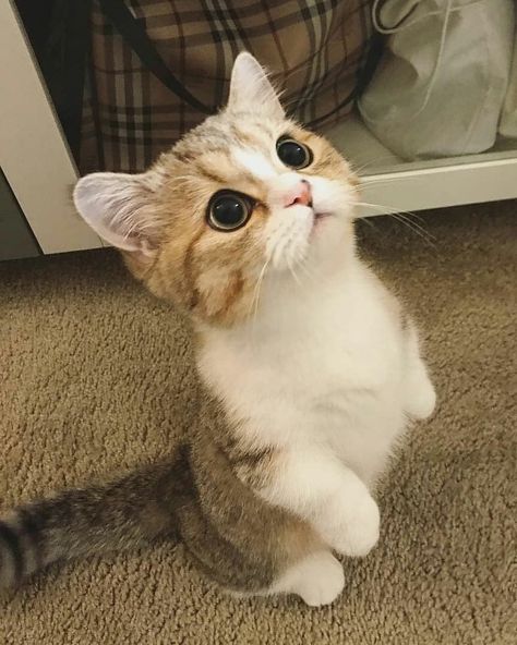 #cats #cat #kitty #meow #cat#cats #cutecat #cutecats #kitten #kitties #kittens #adorable #cuteness #cutenessoverload #cutenessoverloaded Munchkin Kitten, Cute Cat Names, Cute Cat Memes, Cele Mai Drăguțe Animale, Munchkin Cat, Söt Katt, Cute Cat Drawing, Cute Cat Breeds, Hiasan Bilik