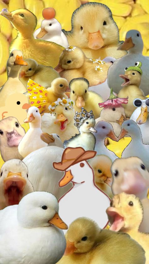 Preppy duck collage Duck Collage, Duck Drawing, Duck Wallpaper, Pet Ducks, Cute Ducklings, Cute Small Animals, Cute Duck, Preppy Wallpaper, Cute Little Things