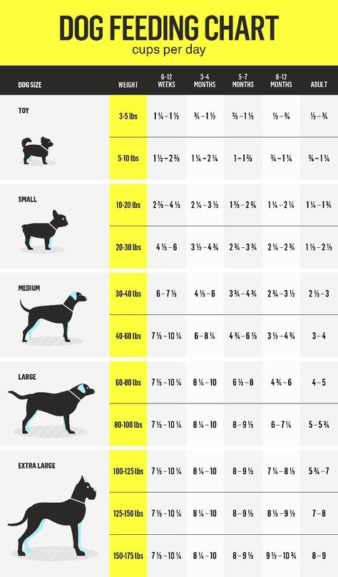 Dog Feeding Schedule, Raw Feeding For Dogs, Make Dog Food, Food Dog, Raw Dog Food Recipes, Dog Nutrition, What Dogs, Dog Facts, Dog Info