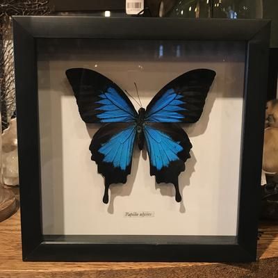 Butterfly In Frame, Papilio Ulysses, Ulysses Butterfly, Naturalist Decor, Cottagecore Diy Decor, Shelf Frame, Framed Insect, Butterfly Art Painting, Blue Morpho Butterfly