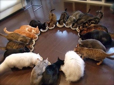 14 Dec  Cat Feeding Circle Cat Urine, Lots Of Cats, Cat Feeding, Cats Meow, Crazy Cat Lady, Cute Funny Animals, Crazy Cats, Cat Pics, Cat Love