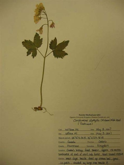 All For Students: Create a best Harberium or herbarium sheet for botany Diy Herbarium Book, Herbarium Aesthetic, Herbarium Bottle, Herbarium Sheet, Herbarium Sylvie Facon, Exam Papers, Parts Of A Flower, Nature Study, Nature Journal