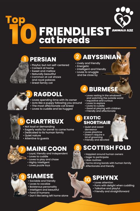 When it comes to cats, some breeds are definitely friendlier than others. Although many cats have a reputation for being unfriendly, there are quite a... Fluffy Breeds Of Cats, Different Types Of Cats Breeds, Friendly Cat Breeds, Cat Personality Types, Types Of Cats Breeds Chart, Cat Breed, Cats Breeds, Breeds Of Cats, Kitten Names Unique