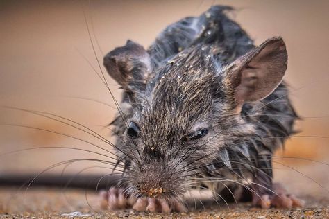 Photo Rangers on Instagram: “Ever been so wet you felt like a drowned rat? Me too. The other day I found a drowned rat and rescued him from the incoming tide. It took…” Wet Rat Dog, Wet Rat Funny, Rat Core, Wet Rat, Kangaroo Rat, Rat Dog, Mole Rat, Scary Photos, Funny Rats