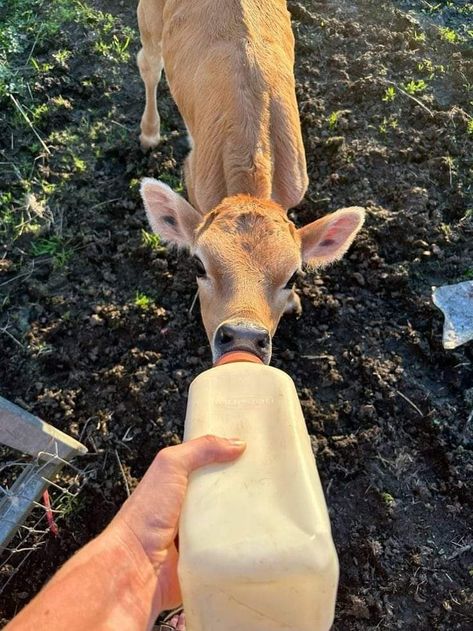 Hobby Farm Aesthetic, Simple Farm Life, Farm Lifestyle, Future Farms, Baby Cow, Mini Farm, Vegan Animals, Baby Cows, Ranch Life