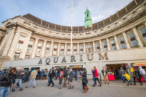 London Aquarium. The Sea Life Aquarium Centre, built inside the old County Hall , #Ad, #built, #Centre, #Hall, #County, #Aquarium #ad Sea Life London, London What To See, London Aquarium, Sea Life Centre, London With Kids, London Bucket List, London Itinerary, Travel Guide London, London Attractions