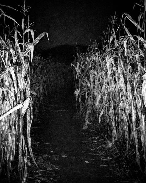 Hedge Maze Aesthetic Dark, Scary Corn Maze, Creepy Cornfield, Corn Maze Aesthetic, Corn Aesthetic, Horror Maze, Andy's Apple Farm, Scary Maze, Haunted Corn Maze