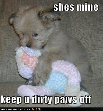 cute animal sayings - Google Search  I think this puppy is just shy. Her stuffed animal is her security blanket, if you will. I have a shy dog! Puppy Cuddles, Funny Animals With Captions, Funny Animal Quotes, Funny Animal Jokes, Puppies Funny, Memes Humor, Funny Animal Memes, Animal Jokes, Animal Quotes