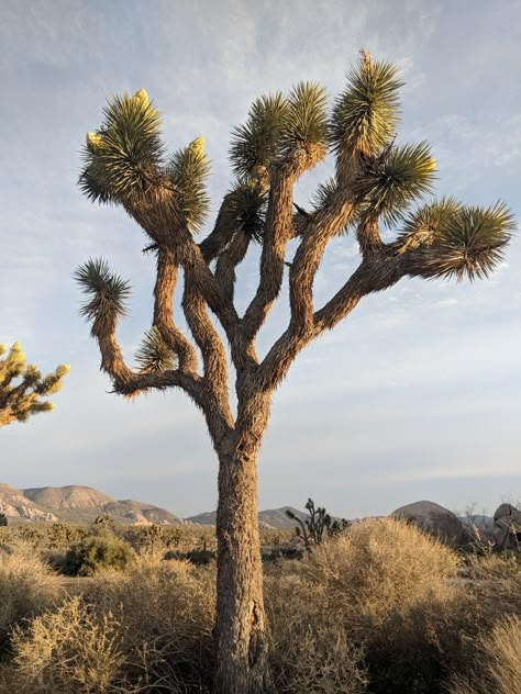 I visited Joshua Tree National Park for the first time this week and it was more beautiful than I could have imagined! Joshua Tree National Park CA [OC][3024x4032] Joshua Tree Tattoo, Joshua Tree Aesthetic, Joshua Tree Poster, Joshua Tree Landscape, Joshua Tree Photography, Joshua Trees, 16 Tattoo, Tree Poster, California Desert