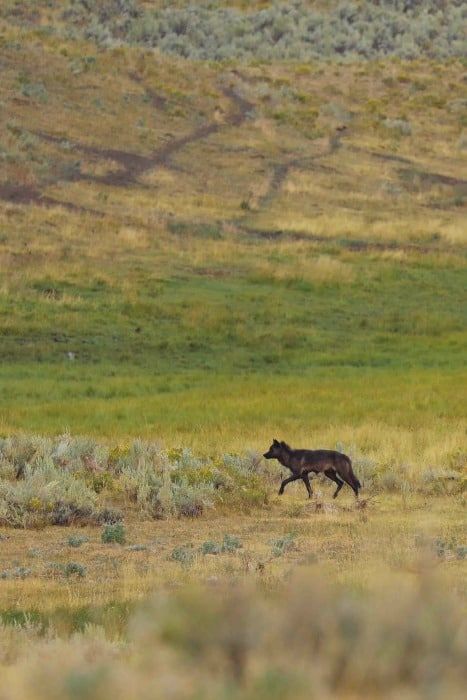 Everything you need to know to have an amazing experience in Lamar Valley - Yellowstone National Park! Tips on seeing Yellowstone Wildlife, Wolves, Bison, and more. Lamar Valley Yellowstone, Wolves Yellowstone, Yellowstone Aesthetic, Yellowstone Wildlife, Yellowstone Lodging, Yellowstone Photography, Yellowstone Wolves, Stone Park, Lamar Valley