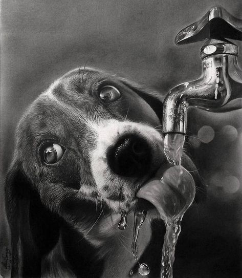 thirsty puppy Pencil Drawings Of Animals, Pencil Sketch Images, Charcoal Sketch, Charcoal Art, Still Life Drawing, Amazing Drawings, Indian Art Paintings, Pencil Art Drawings, Hyperrealism