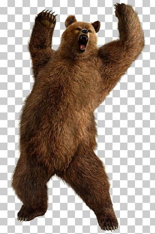 Bear Png, Animal Bear, Graphic Design Photo, Bear Brown, Free Png Downloads, Bear Head, Grizzly Bear, Amman, Brown Bear