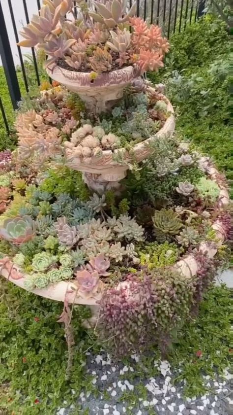 Succulents Fountain, Succulent Plants, Instagram Video, Planting Succulents, Stepping Stones, Succulent, Take A, Yard, Outdoor Decor