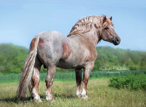 Brabant Horse, Big Horse Breeds, Draft Horse Breeds, Rare Horse Breeds, Lorne Greene, Horse Coat Colors, Horse Anatomy, Draft Horse, Horse Inspiration