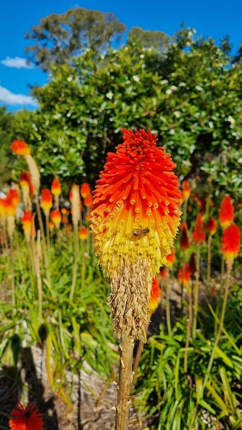 Kniphofia or Torch Lily Flower | Australia Sydney Water Lilly Aesthetic, Lilly Aesthetic, Lilly Flower Drawing, Torch Lily, Flower Lilly, Red Lily Flower, Lily Water, Lilly Pond, Aesthetic Water