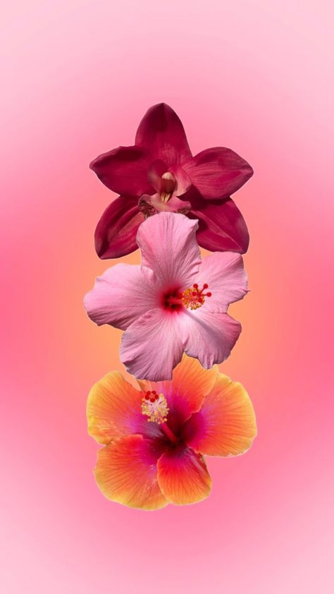 pink and orange aura background with red orchid, and one pink and one orange tiger lily arranged in line in center. Orange Aura Background, Tiger Lily Wallpaper, Pink And Orange Aura, Sunset Color Scheme, Aura Background, Orange Aura, Red Orchid, Wallpaper Sunset, Tiger Lilies