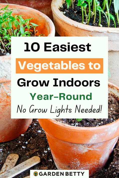 Vegetables To Grow Indoors, Easiest Vegetables To Grow, Herbs In Containers, Growing Vegetables Indoors, Growing Food Indoors, Easy Vegetables, Vegetables In Pots, Growing Vegetables In Pots, Indoor Vegetables