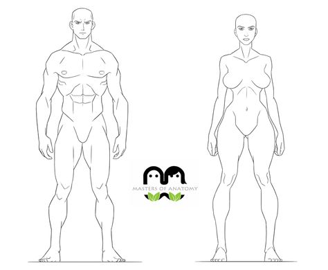 Masters of Anatomy Anatomy animations Female Turnaround, Anatomy Resources, Anatomy Female, Learn Anatomy, Anatomy Male, Artistic Anatomy, Sequence Design, Anatomy Tutorial, Sketch Poses