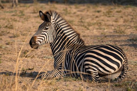 Unknown conservation status. Crawshay's zebra is a subspecies of the plains zebra native to eastern Zambia, east of the Luangwa River, Malawi, southeastern Tanzania, and northern Mozambique south to the Gorongoza District. Horses Breeds, Plains Zebra, Africa Wildlife, Wolf Girl, African Wildlife, Horse Breeds, Zambia, Zebras, Mozambique