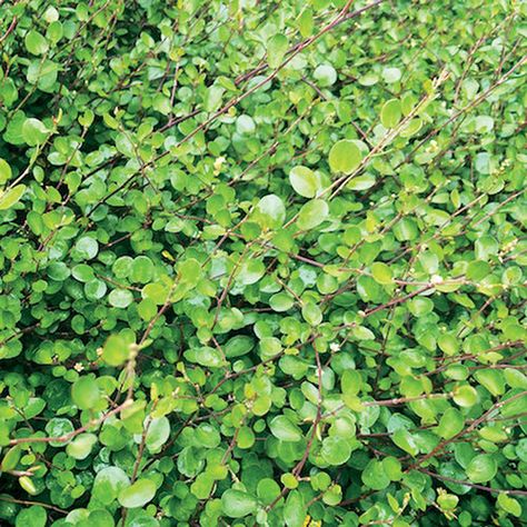 Muehlenbeckia Complexa, Wire Vine, Evergreen Climbers, Evergreen Vines, Small Leaves, White Plants, Woodland Garden, Low Maintenance Plants, Small Leaf