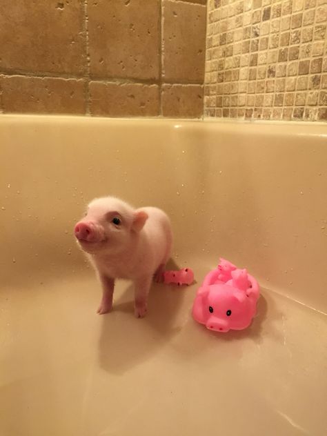 www.oinkoinkminipigs.com Baby Pig, Pink