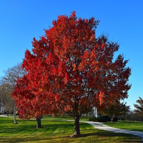 Sun Valley Red Maple Tree, Sun Valley Maple Tree, Bark Landscaping, Red Maple Tree Landscaping, Narrow Landscape, Fox Landscape, Japanese Maple Tree Landscape, Maple Tree Landscape, Acer Rubrum