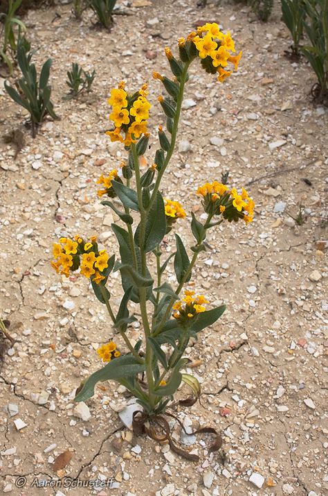 Amsinckia tessellata - bristly fiddleneck, tessellate fiddleneck, checker fiddleneck, and devil's lettuce. (Leaves) (Flowers) Idaho Wildflowers, California Native Flowers, Rachel Ruysch, Sleeve Aesthetic, Native Plant Garden, California Native Plants, Native Plant Gardening, Mighty Oaks, Native Flowers