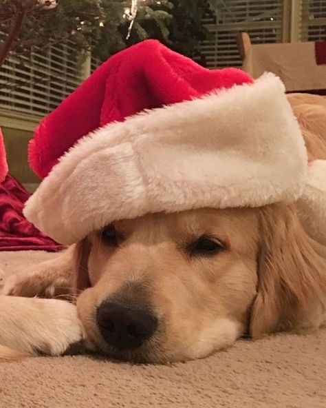 Christmas Puppies Pictures, Golden Retriever Puppy Christmas, Dog Christmas Pictures, Preppy Dog, Golden Retriever Christmas, Golden Retriever Funny, Dog Icon, Christmas Puppy, Retriever Puppy