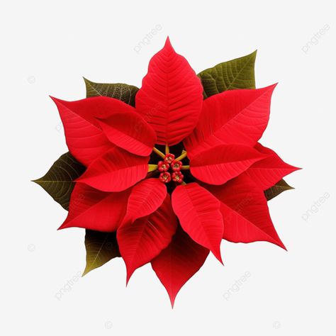 red poinsettia flower euphorbia pulcherrima nochebuena christmas flower poinsettia png Pointsetta Flower, Christmas Flowers Poinsettia, Poinsettia Illustration, Flower Reference, Red Poinsettia, Poinsettia Flower, Transparent Image, Christmas Flowers, Png Christmas